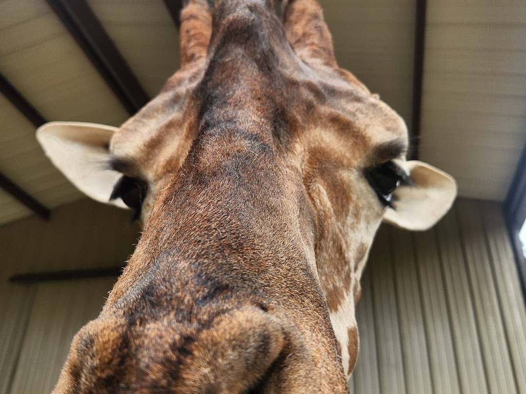 Texas Zoofari Park-Kaufman必去景点