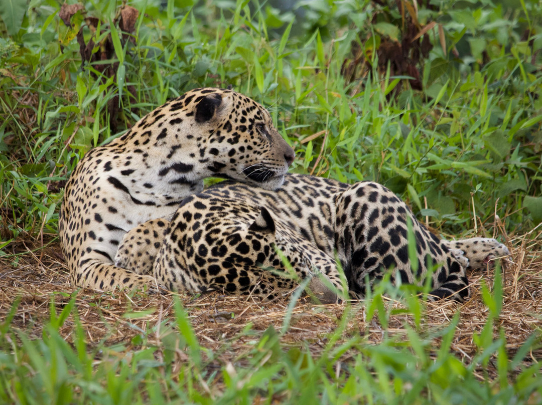 Olsen Photo Tours - Wildlife Experiences-Porto Jofre必去景点