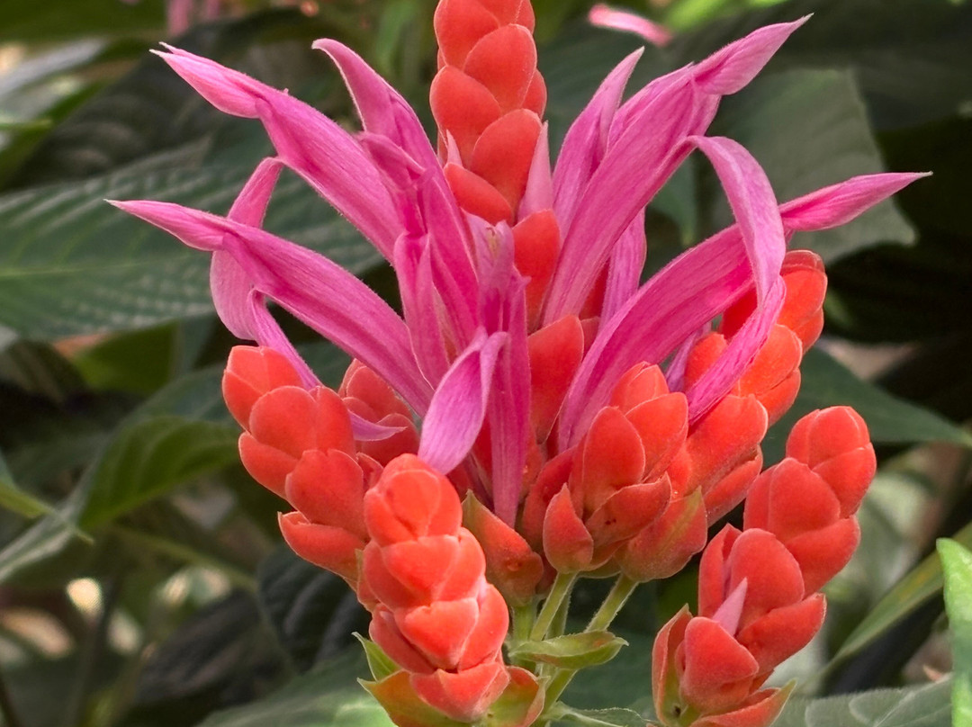 Winter Garden Auckland Domain-奥克兰中心地区必去景点
