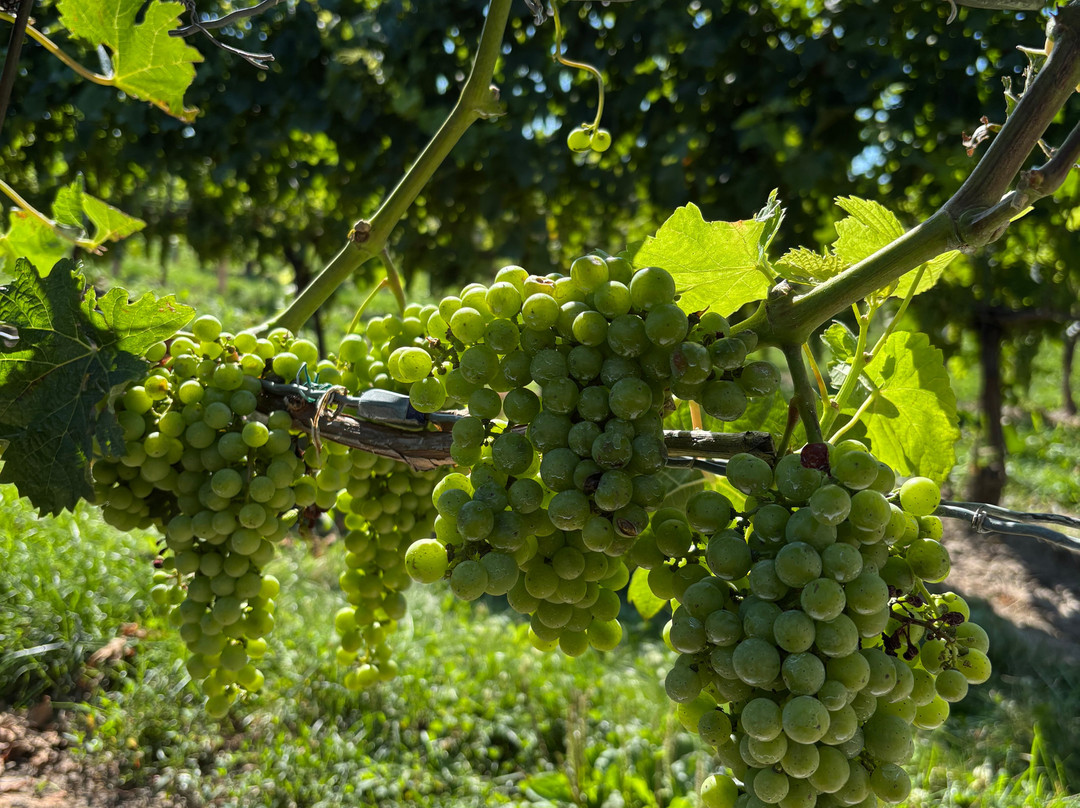 Two Sisters Vineyards-滨湖尼亚加拉必去景点