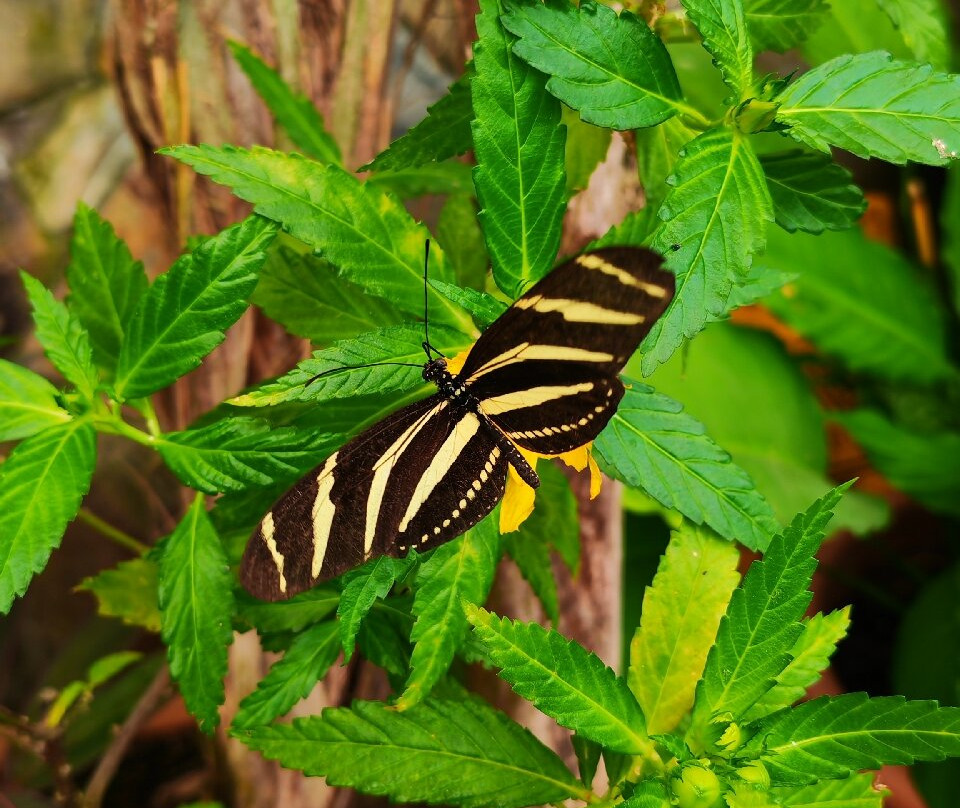 Mariposario del Drago-伊科德洛斯维诺斯必去景点