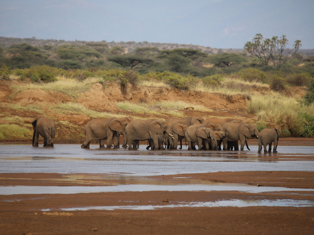 Samburu National Reserve-内罗毕必去景点