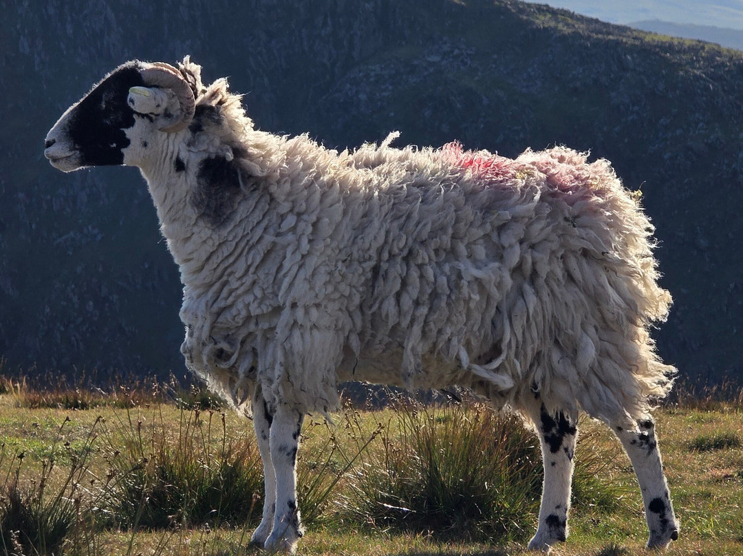 Old Man of Coniston-Coniston必去景点
