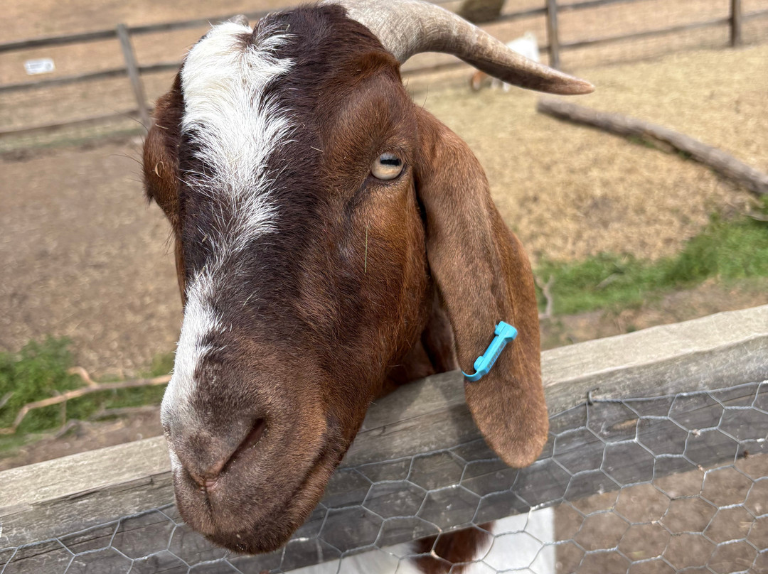 Stantons Farm - Petting Farm-Black Notley必去景点