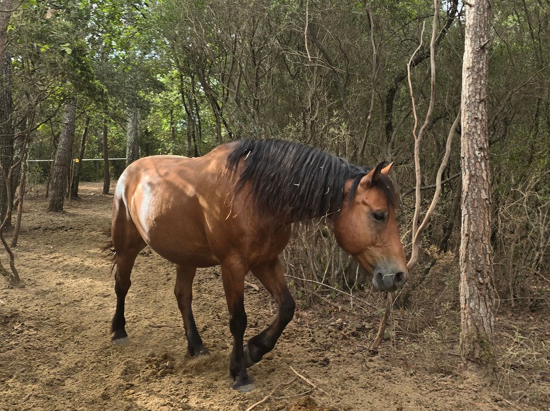 Aventure cheval. Randonnées à cheval-La Crau必去景点