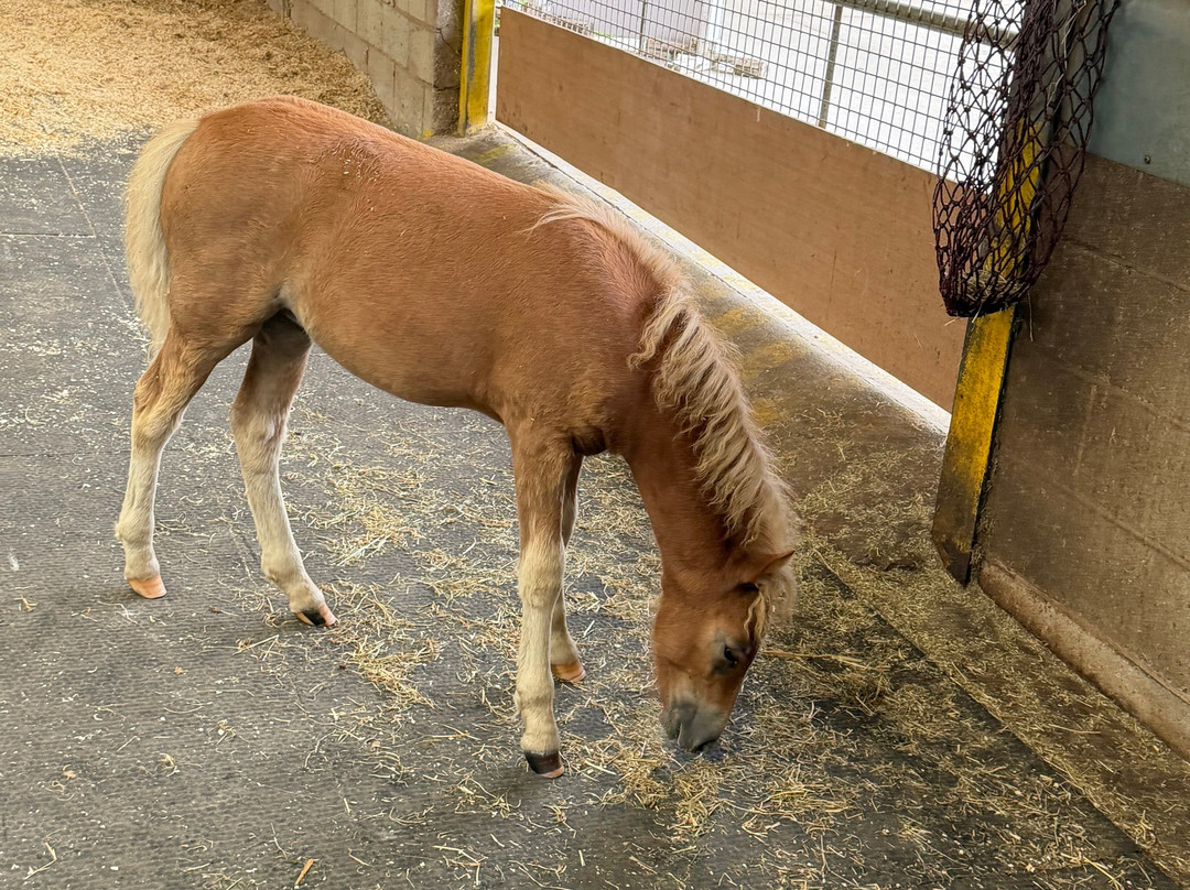 World Horse Welfare Penny Farm-黑潭必去景点