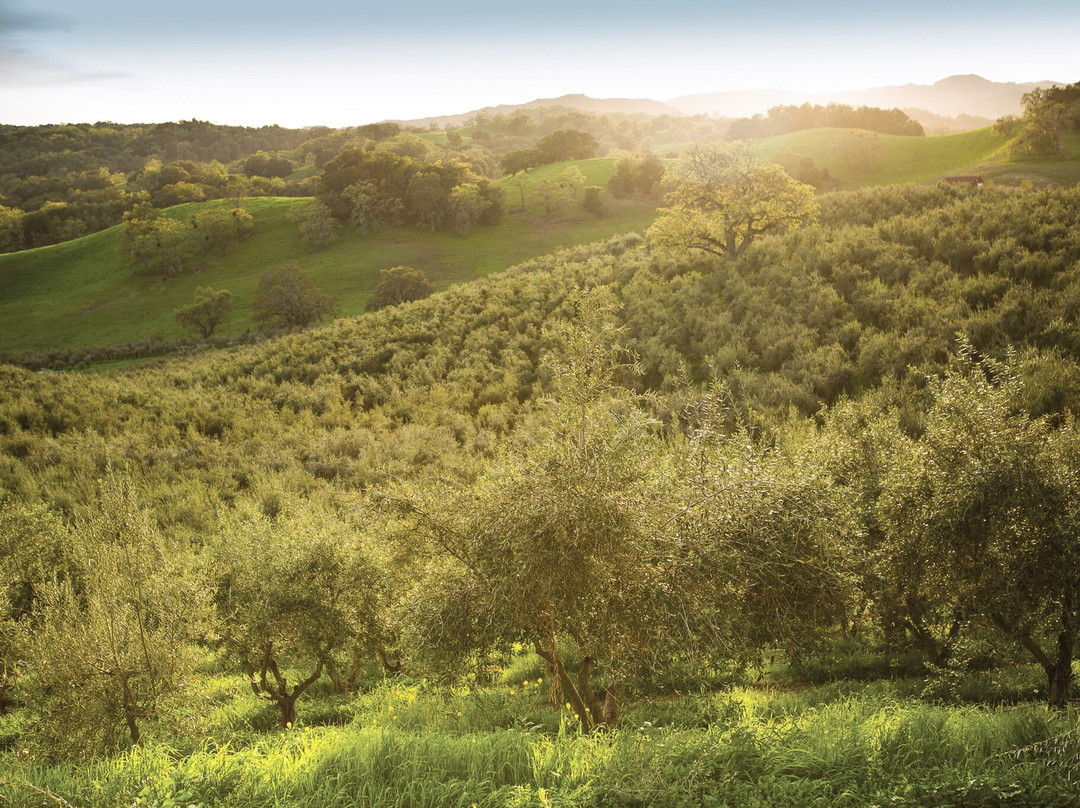 Pasolivo Ranch and Tasting Room-帕索罗布尔斯必去景点