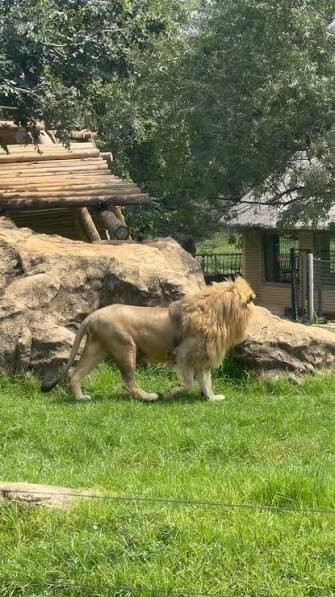 Johannesburg Zoo-约翰内斯堡必去景点