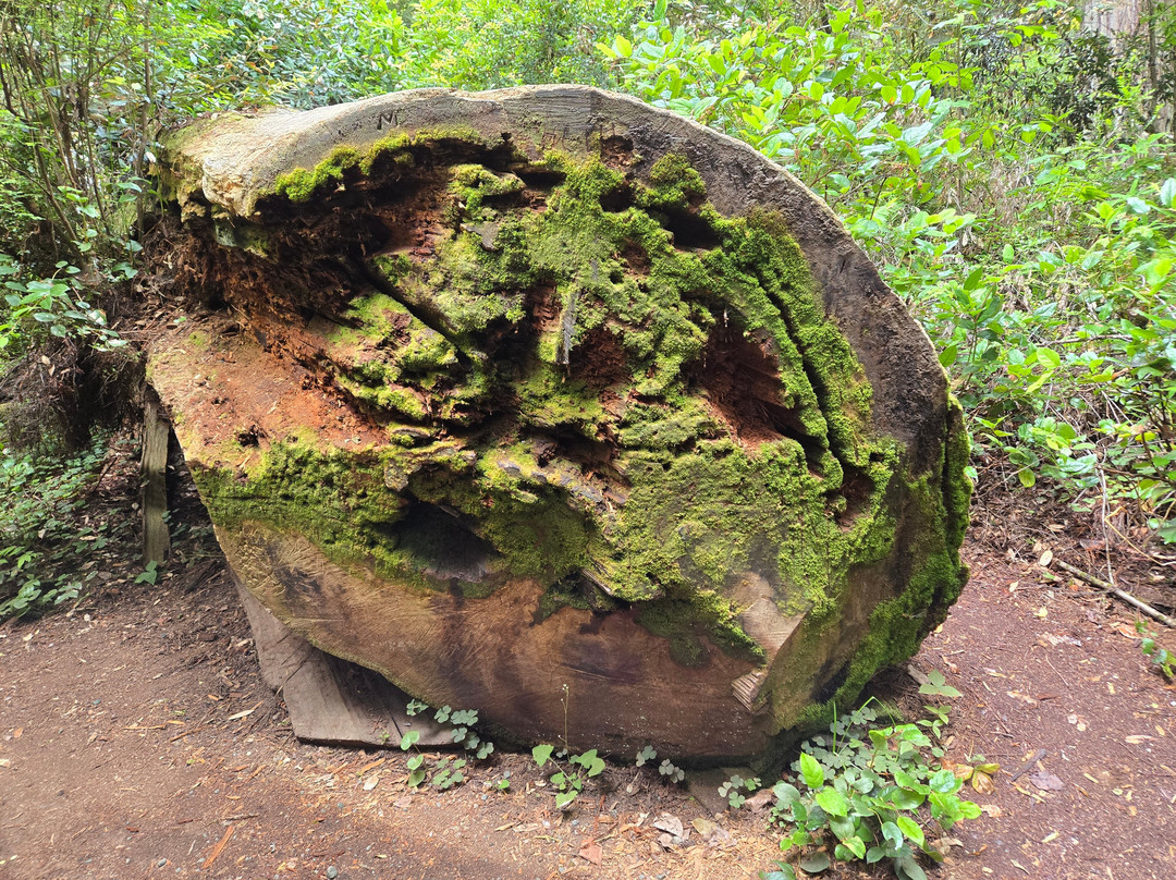Lady Bird Johnson Grove