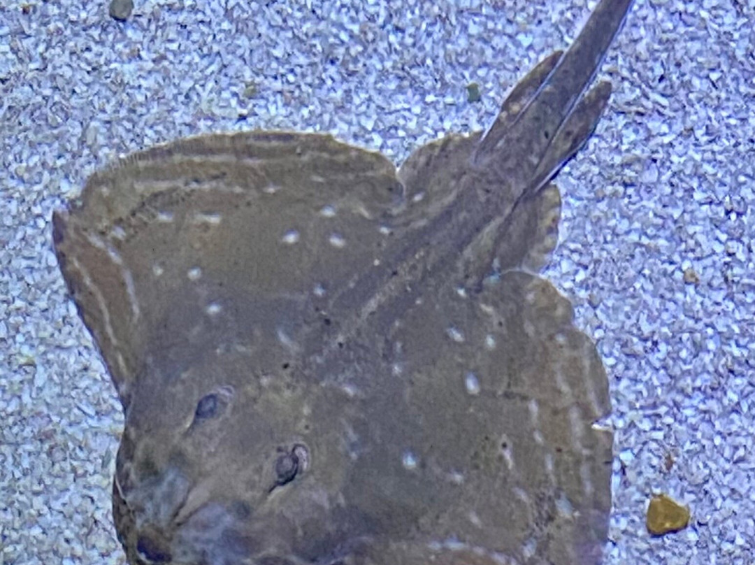 Sea Life Blankenberge-布朗肯堡必去景点