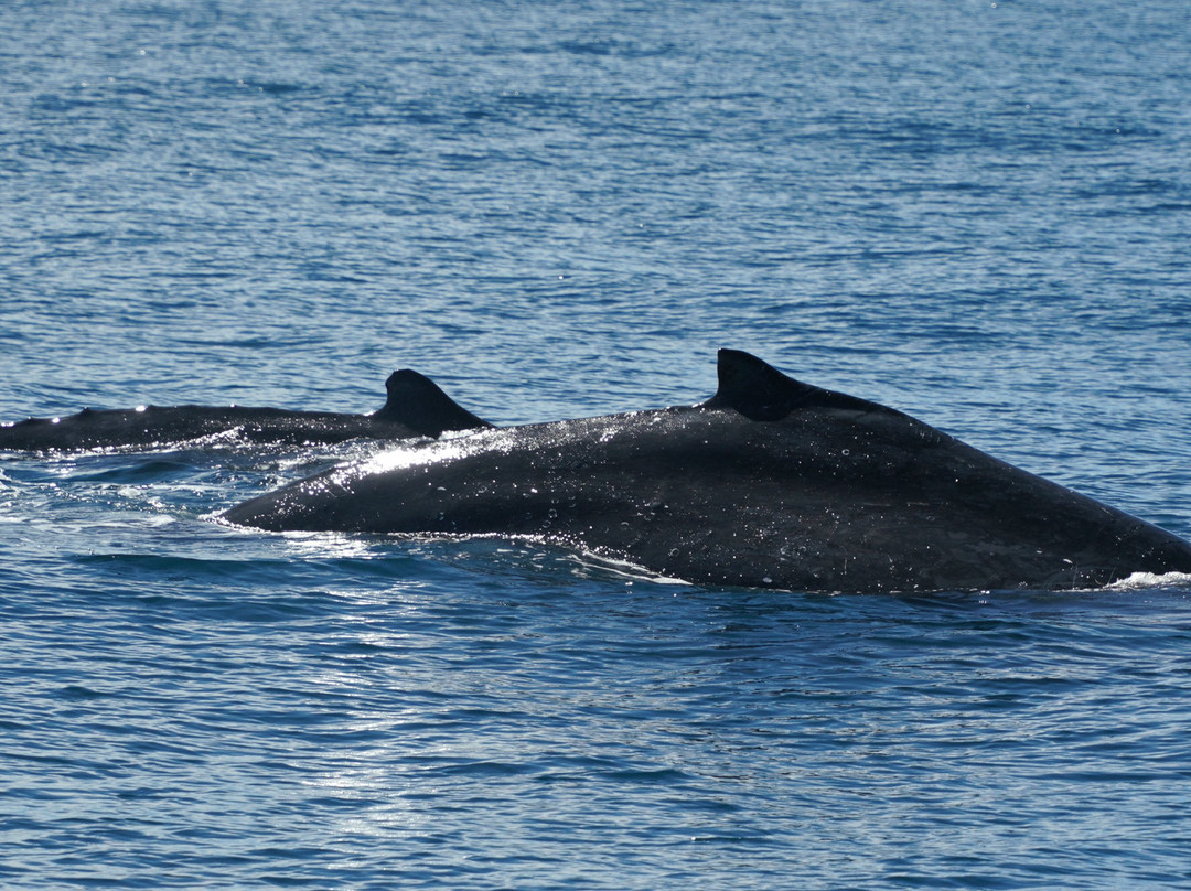 Whales Sunshine Coast-Buddina必去景点