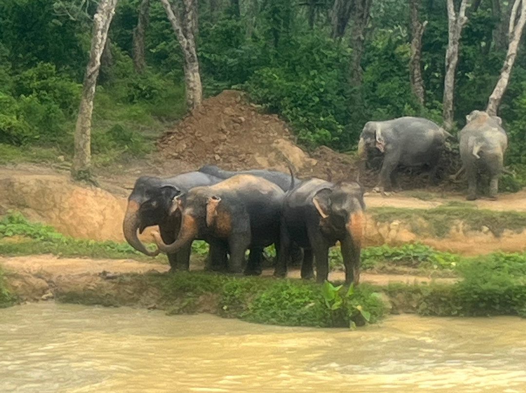 Hidden Forest Elephant Reserve-查龙必去景点