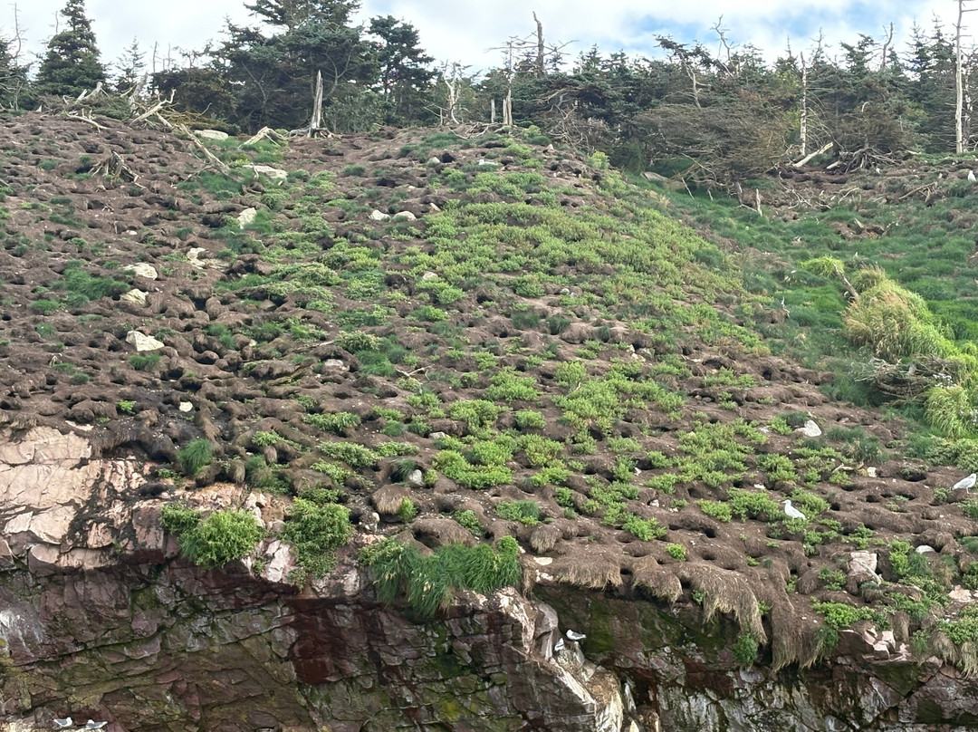 O'Brien's Whale and Bird Tours-Bay Bulls必去景点