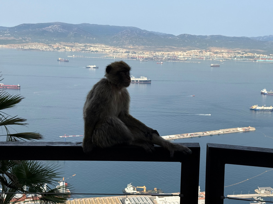 Rocky Monkey Gibraltar Tours-Gibraltar Town必去景点