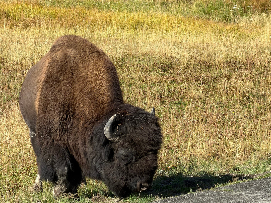 Jackson Hole Eco Tour Adventures-杰克逊必去景点
