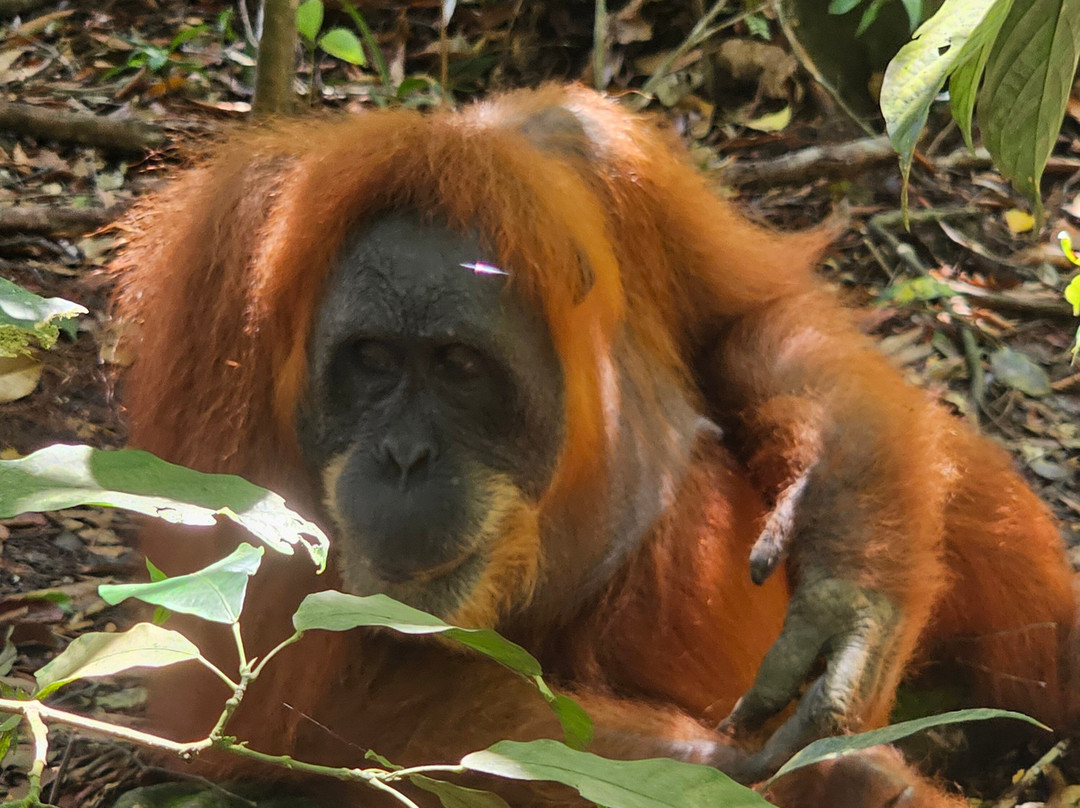 Trekking Orangutan Sumatra-武吉拉旺必去景点
