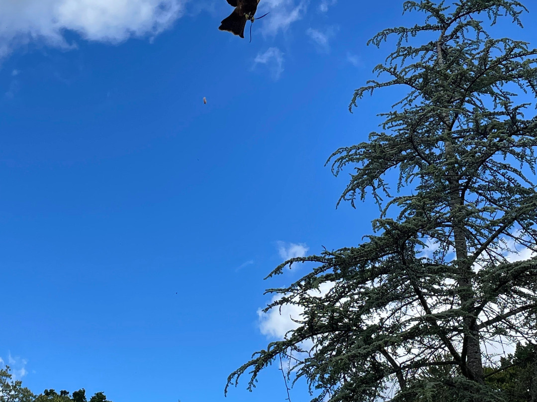 Millets Farm Falconry Centre-弗里福德希斯必去景点