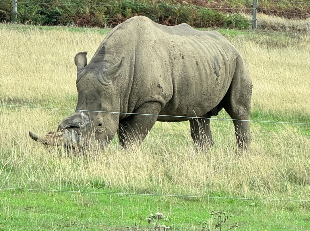 Woburn Safari Park-Woburn必去景点