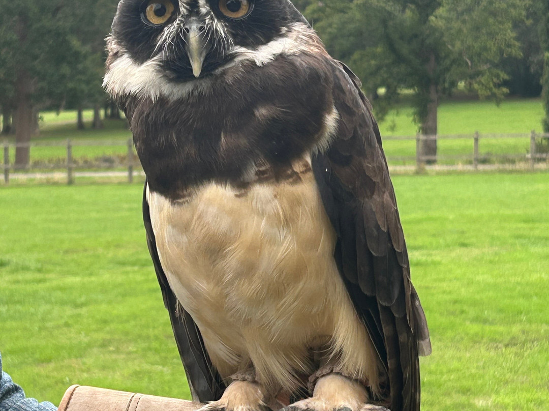 Surrey Hills Falconry-Ockley必去景点