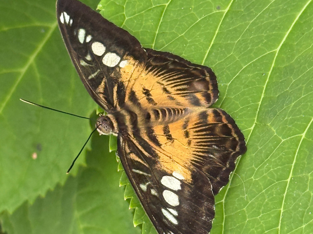 Newfoundland Insectarium-Reidville必去景点