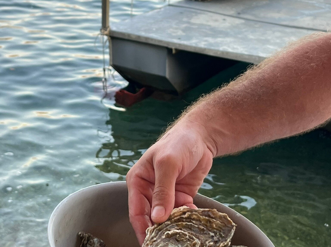 Mussel And Oyster Farm-科托尔必去景点