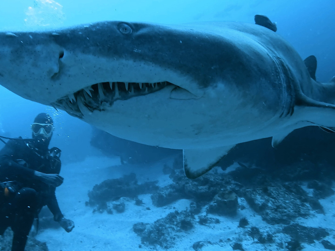 SAFARI, DRIVE & DIVE TOURS-Inhambane必去景点