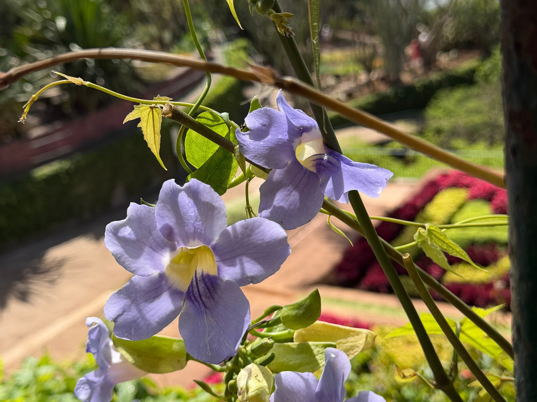 Madeira Botanical Garden-沙尔必去景点