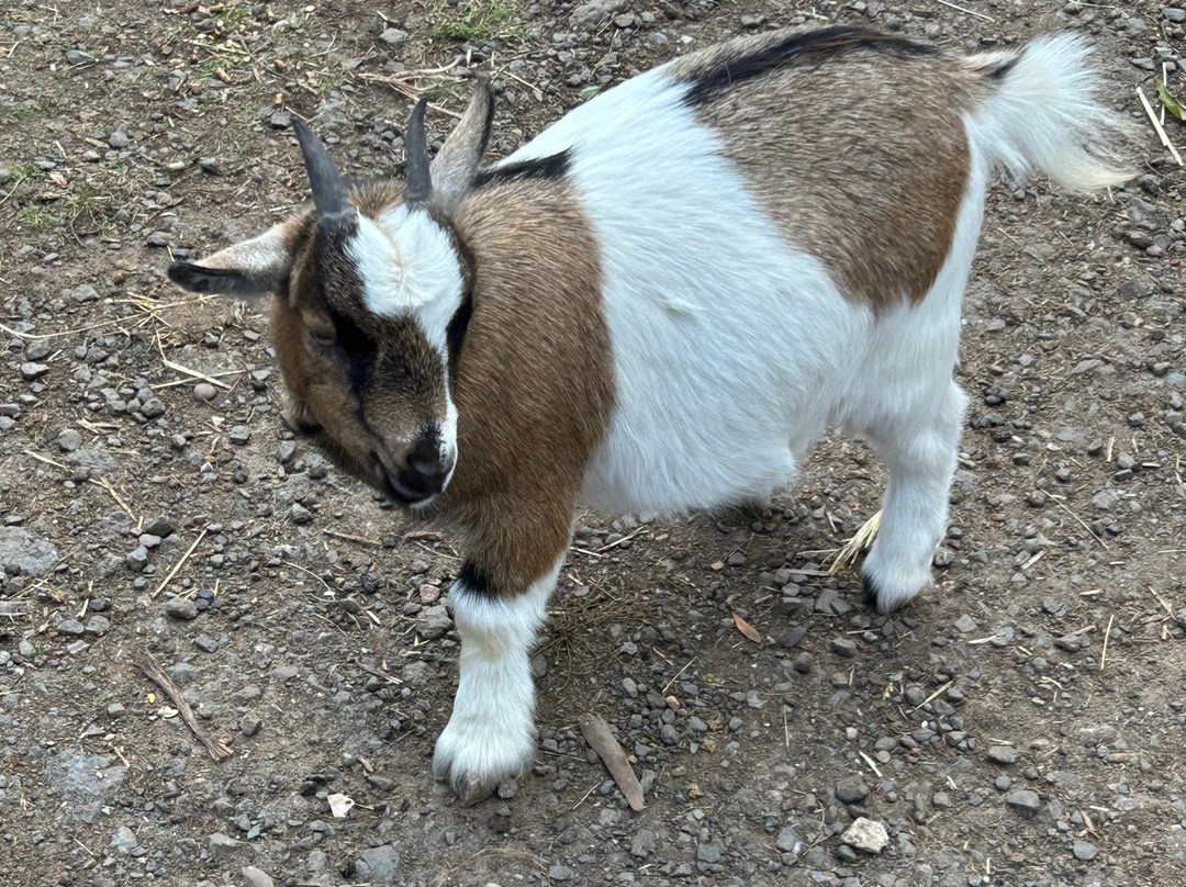 Lucky Tails Alpaca Farm-Atherstone必去景点