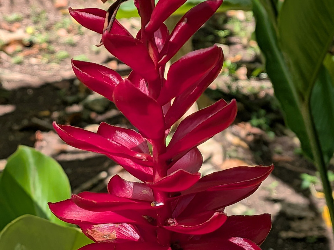 Sun Valley Plantation Hummingbird Garden-奥乔里奥斯必去景点
