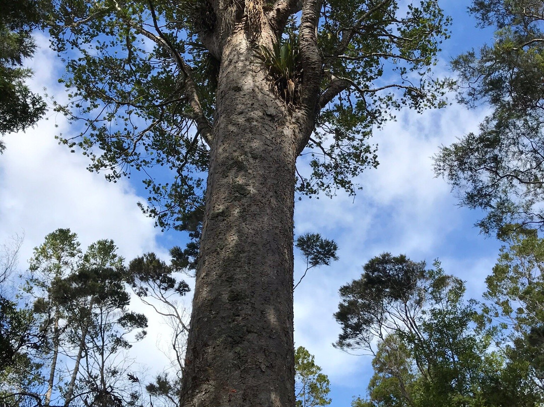 Opua Kauri Walk景点图片
