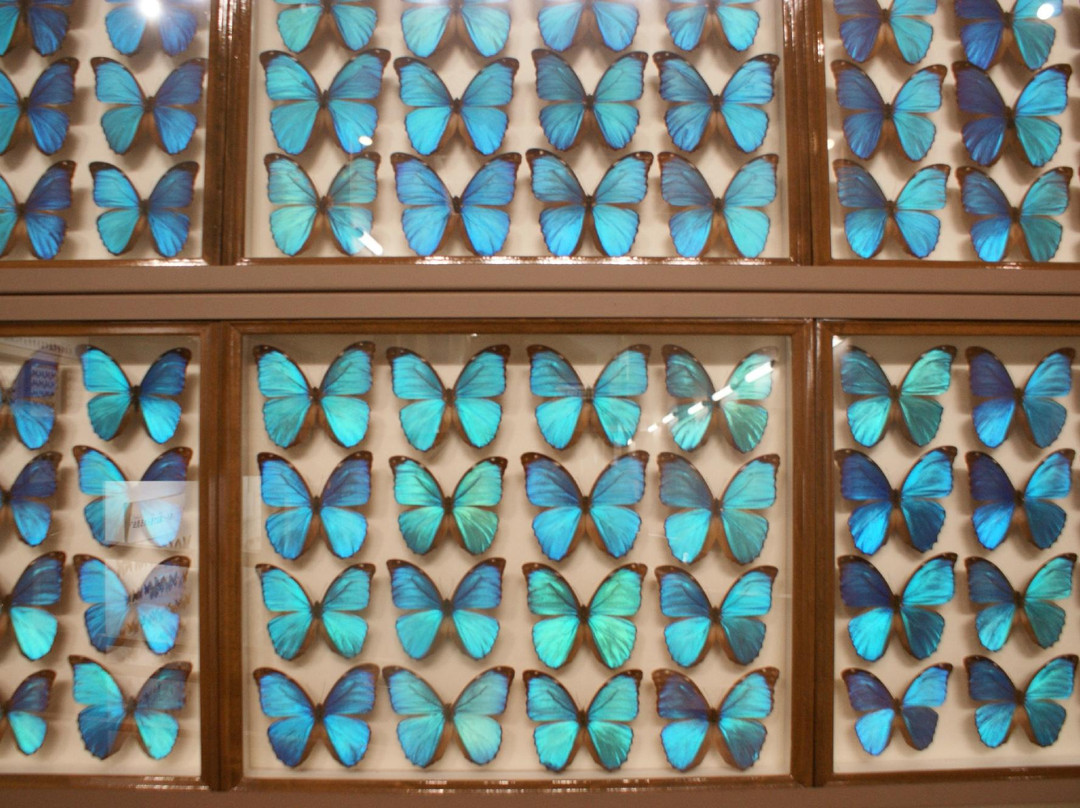 Kobuchisawa Insect Art Museum-北斗市必去景点