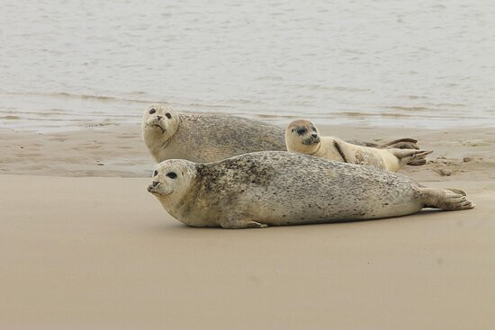 Talisman zeehondentocht Terschelling-West-Terschelling必去景点