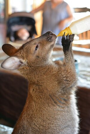 Shepperly Farm Petting Zoo-卡农城必去景点