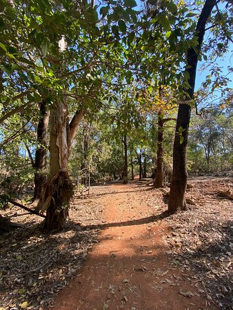 Botanic Walk-Mataranka必去景点