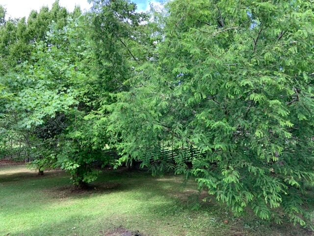 Arboretum Lassas Hagar-斯德哥尔摩必去景点