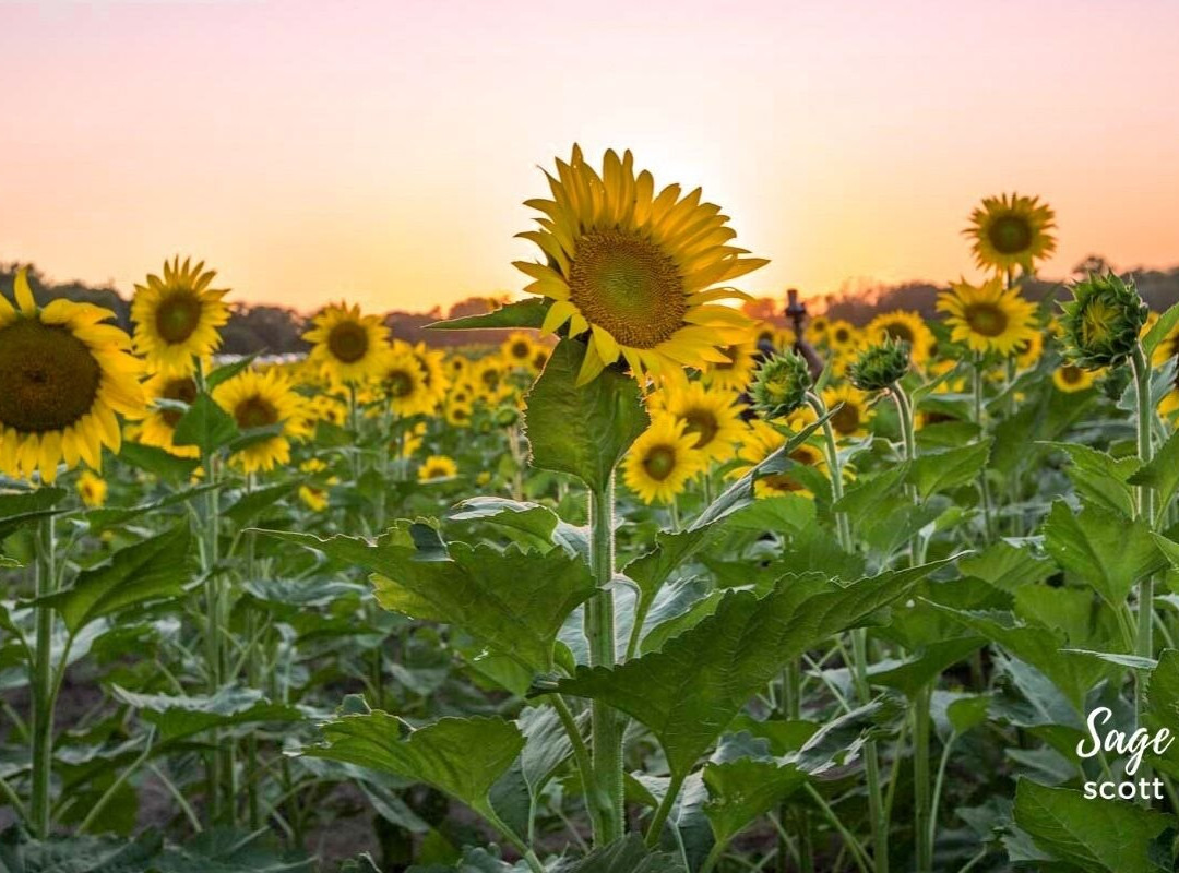 Grinter Farms-劳伦斯必去景点