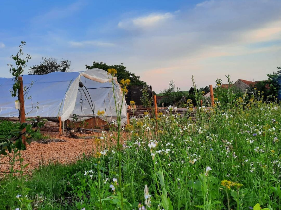 Gemüsehelden Dierbach