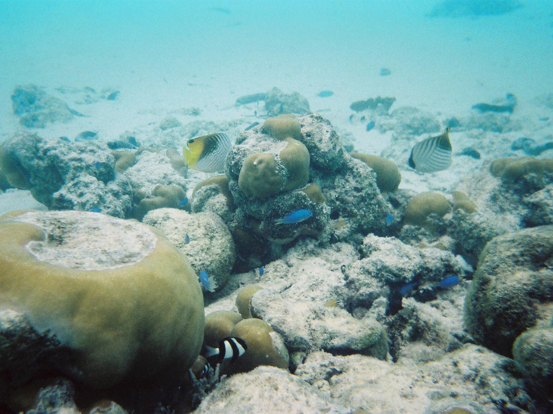 Island Explorer Holidays - Private Day Tours-West Island必去景点