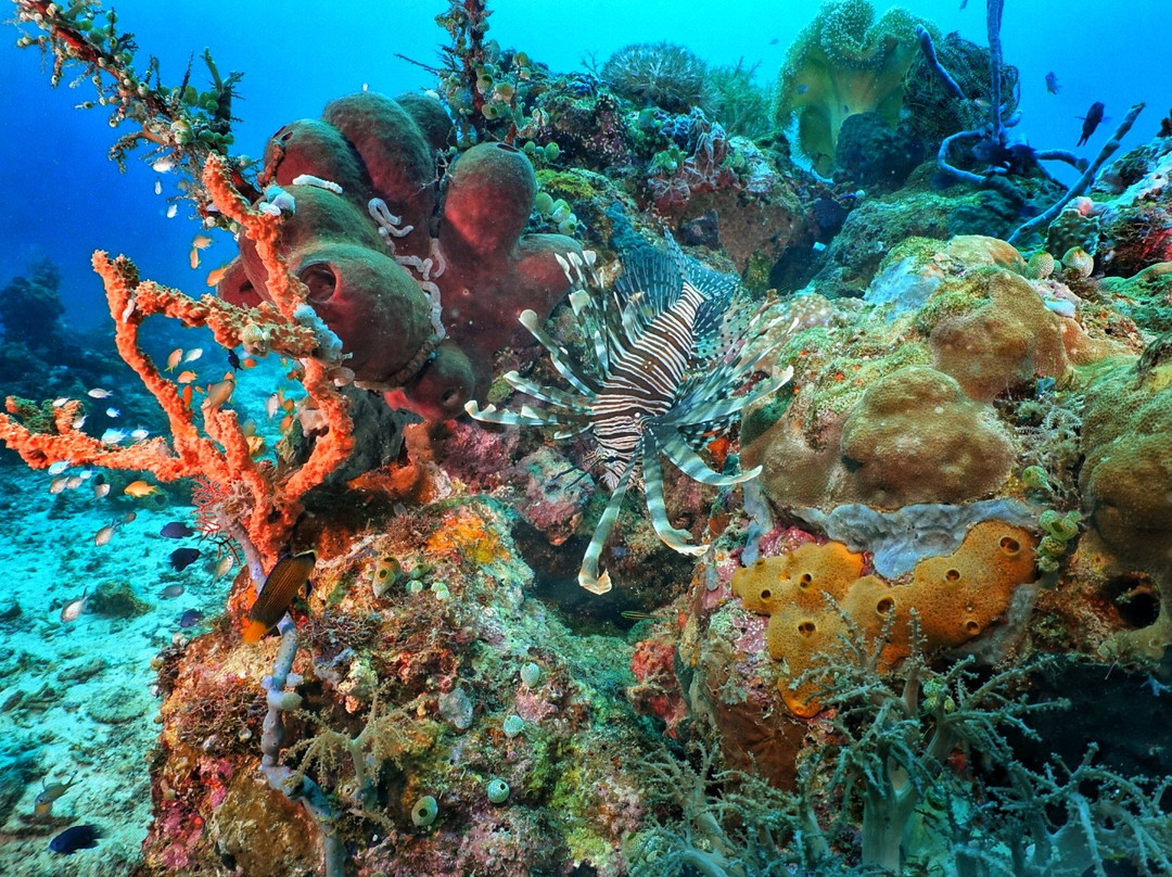 Maumere Dive Journey-Maumere必去景点