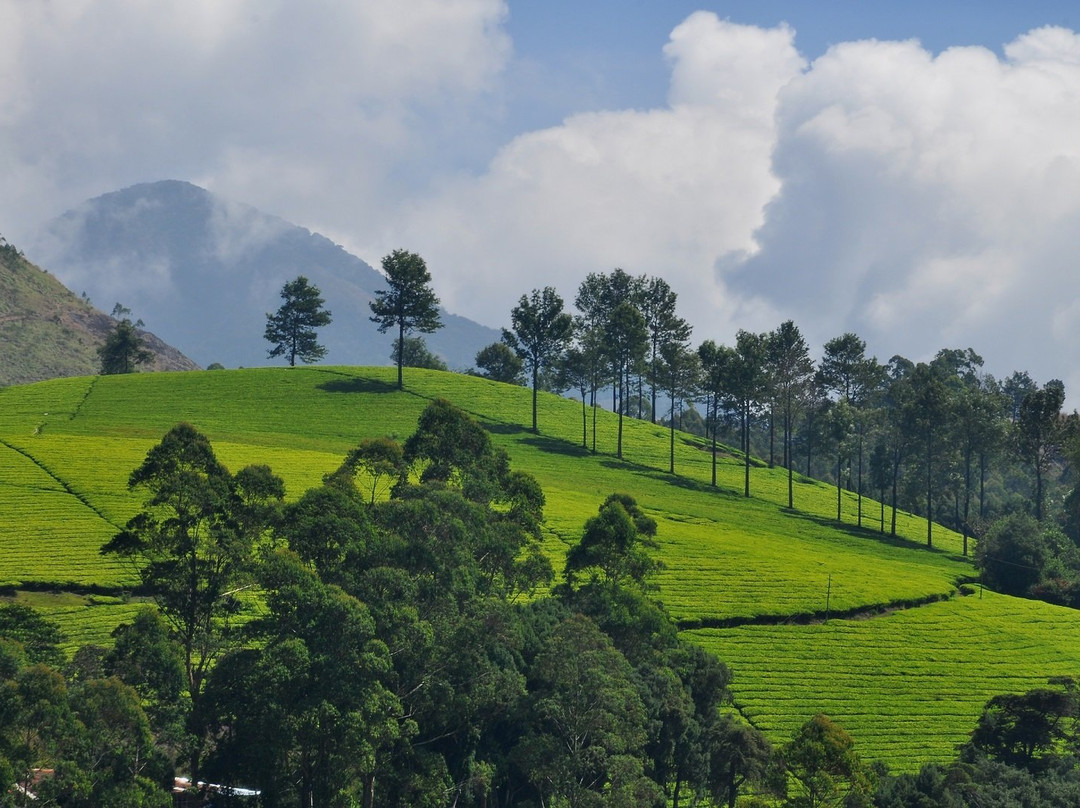 Tea Town Kerala - Wayanad景点图片