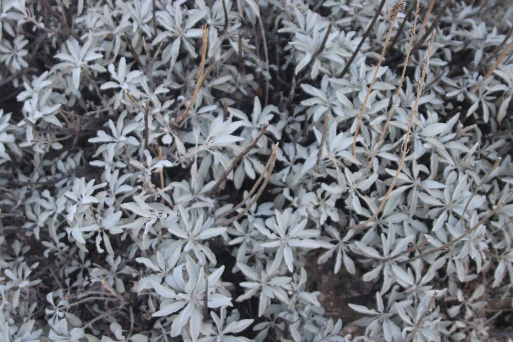 Whitewater Preserve-加利福尼亚必去景点