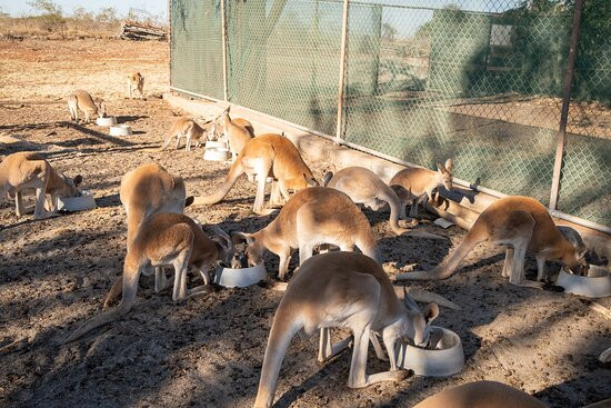 Lisa’s Kangaroo Retreat景点图片