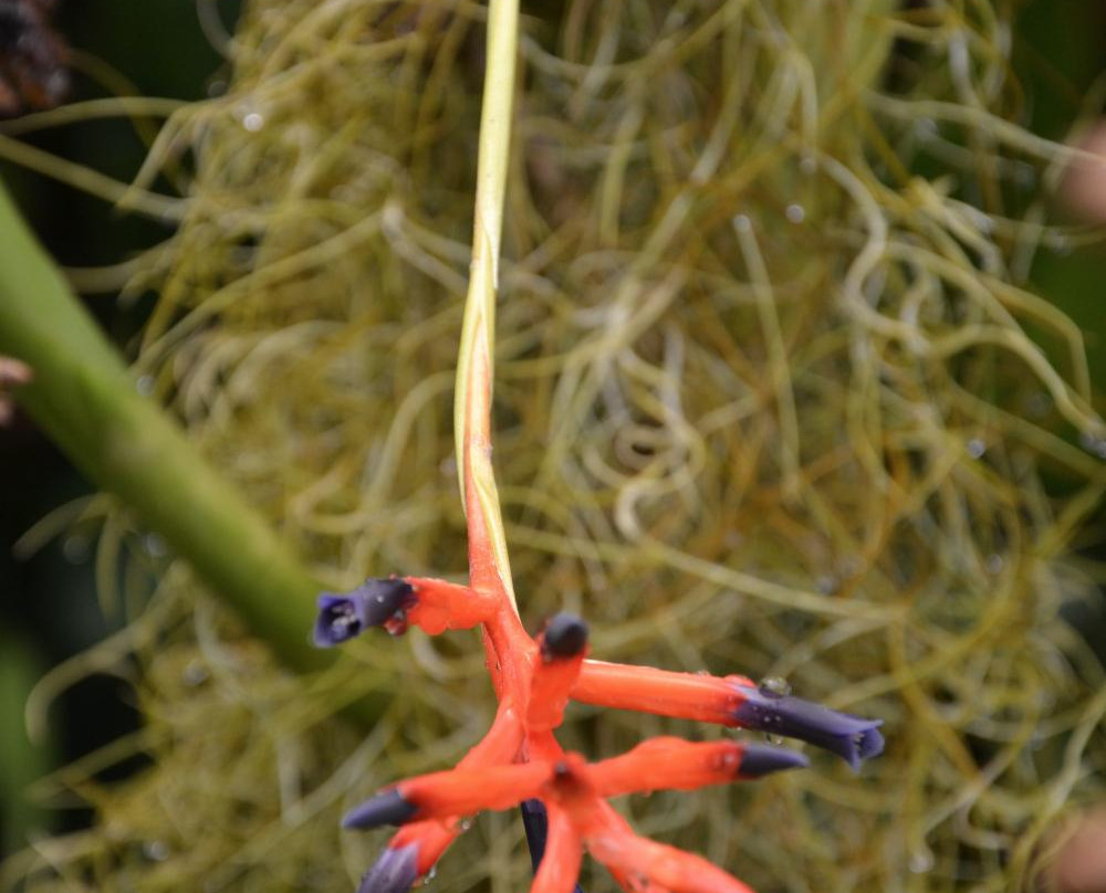 Botanical Garden-特拉维夫必去景点