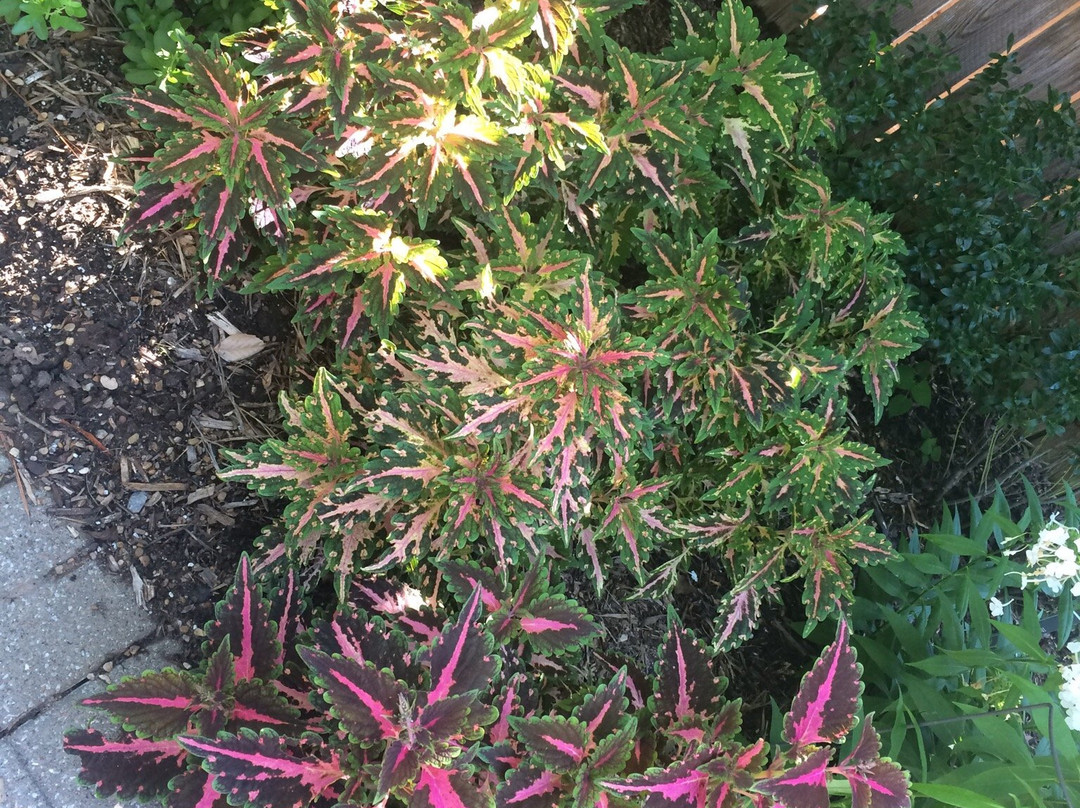 Tulsa Garden Center at Woodward Park-塔尔萨必去景点