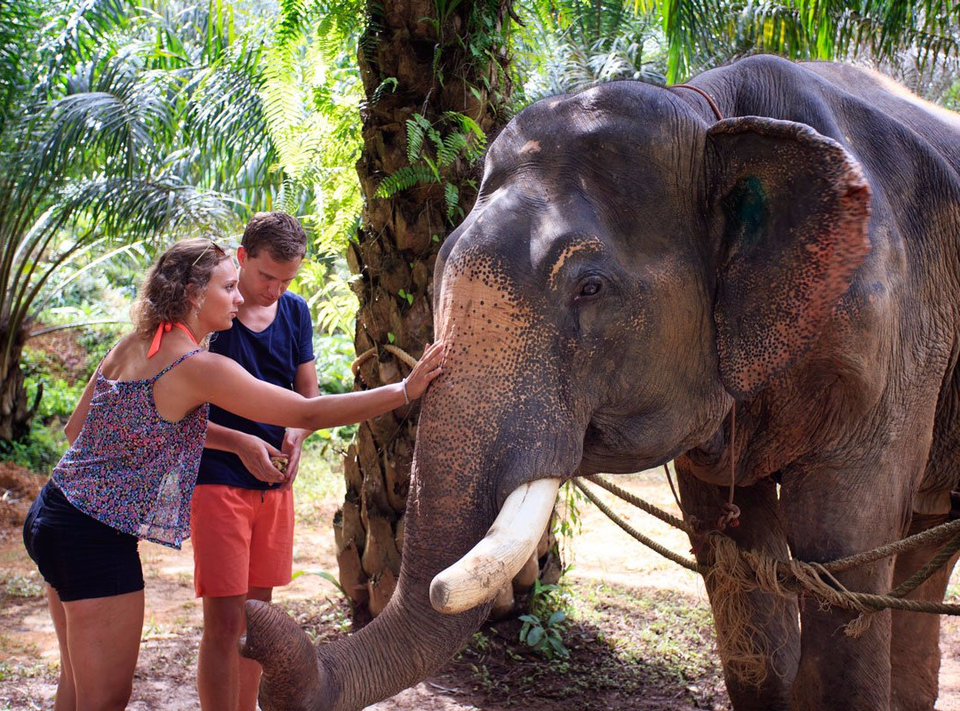 Sonchana Farm and Elephant Sanctuary景点图片