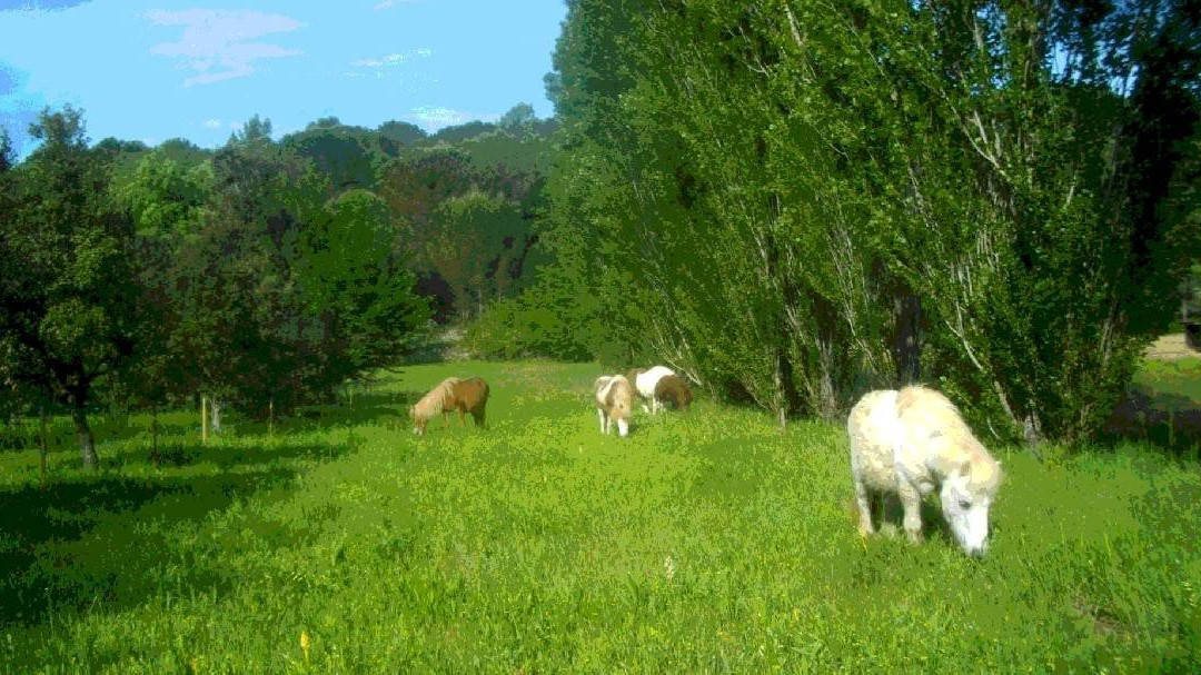 La Petite Ferme Des 3.6.9景点图片