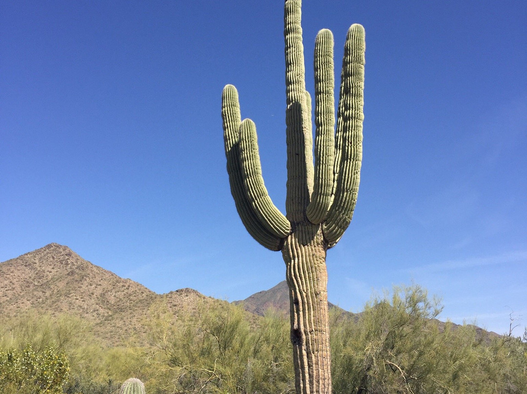Phoenix Sonoran Desert Preserve景点图片