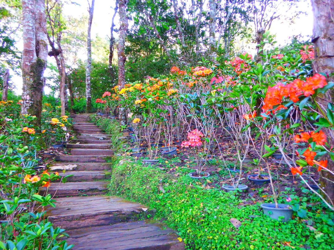Doi Chang Mub Arboretum景点图片