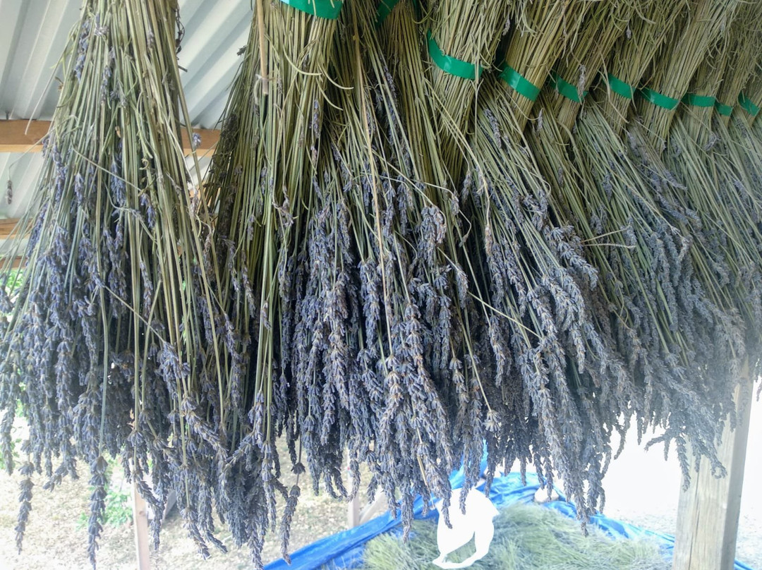 Lavanda di Maremma景点图片