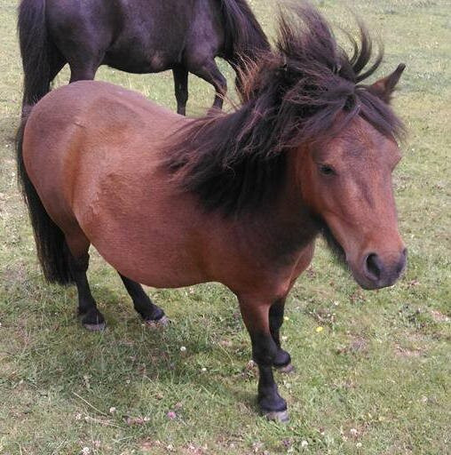 Humaryn Shetland Pony Rides景点图片